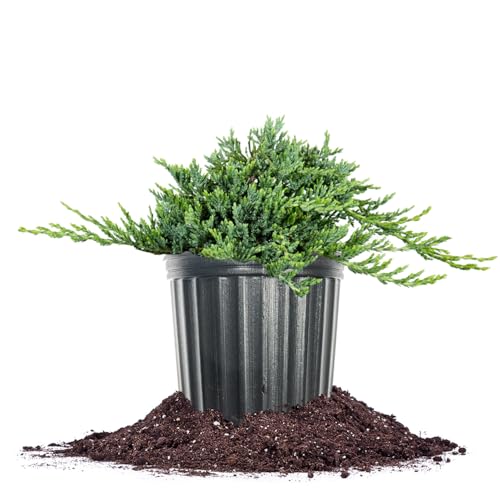 Perfect Plants Blue Rug Juniper 3 Gallon | Evergreen Groundcover Shrub with Unique Foliage