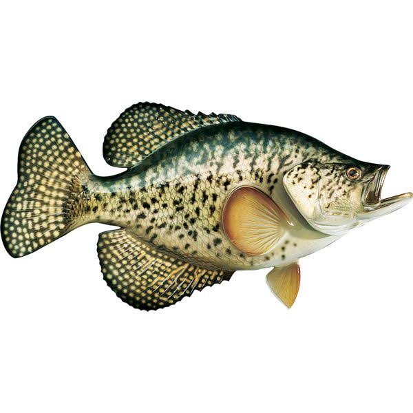 Cabela&s Freshwater Fish Mount Replica Crappie