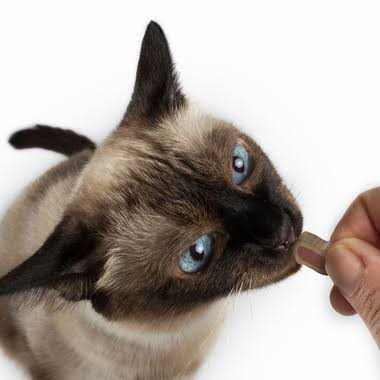 C.E.T Intellident Cat Bites - Pet Supplies online store