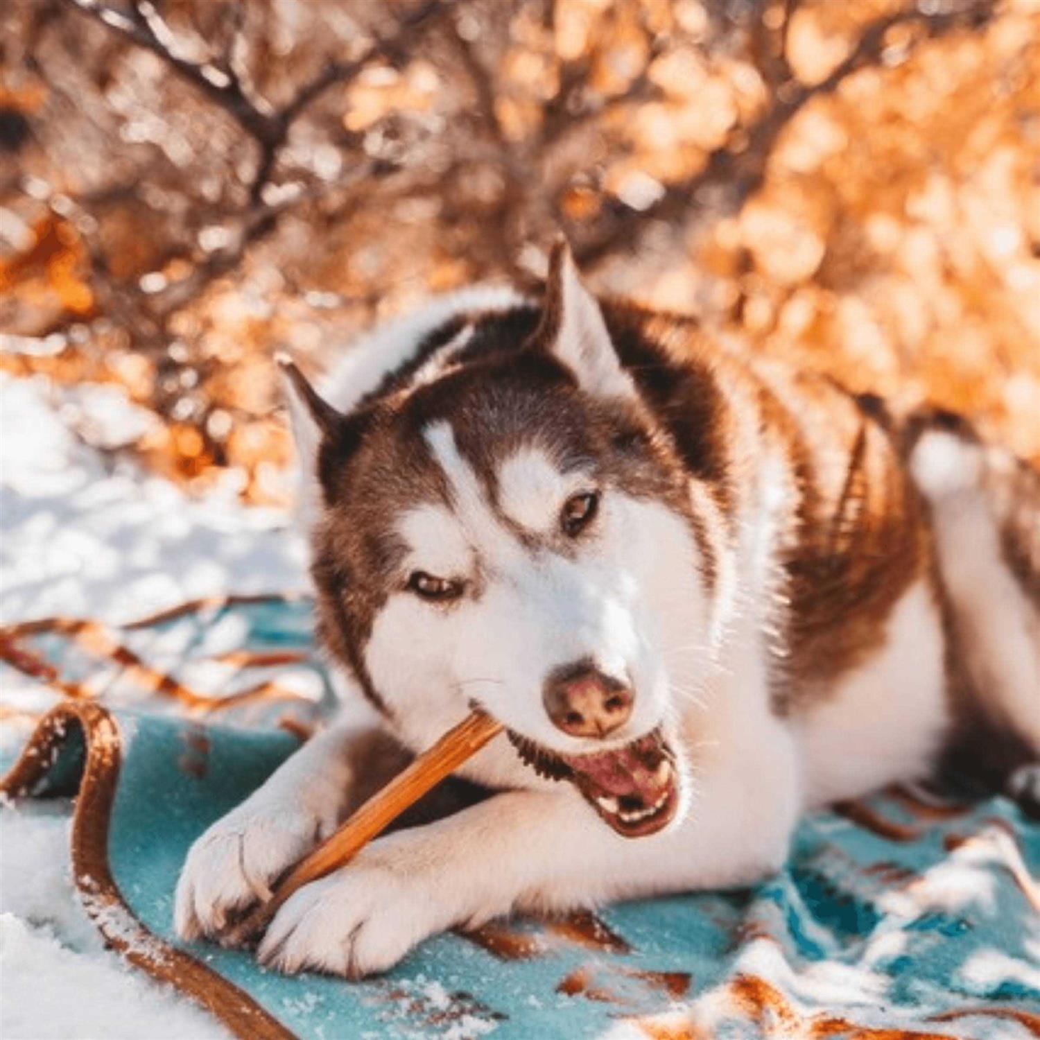 Natural Farm Bully Sticks Odor Free - Pet Supplies online store