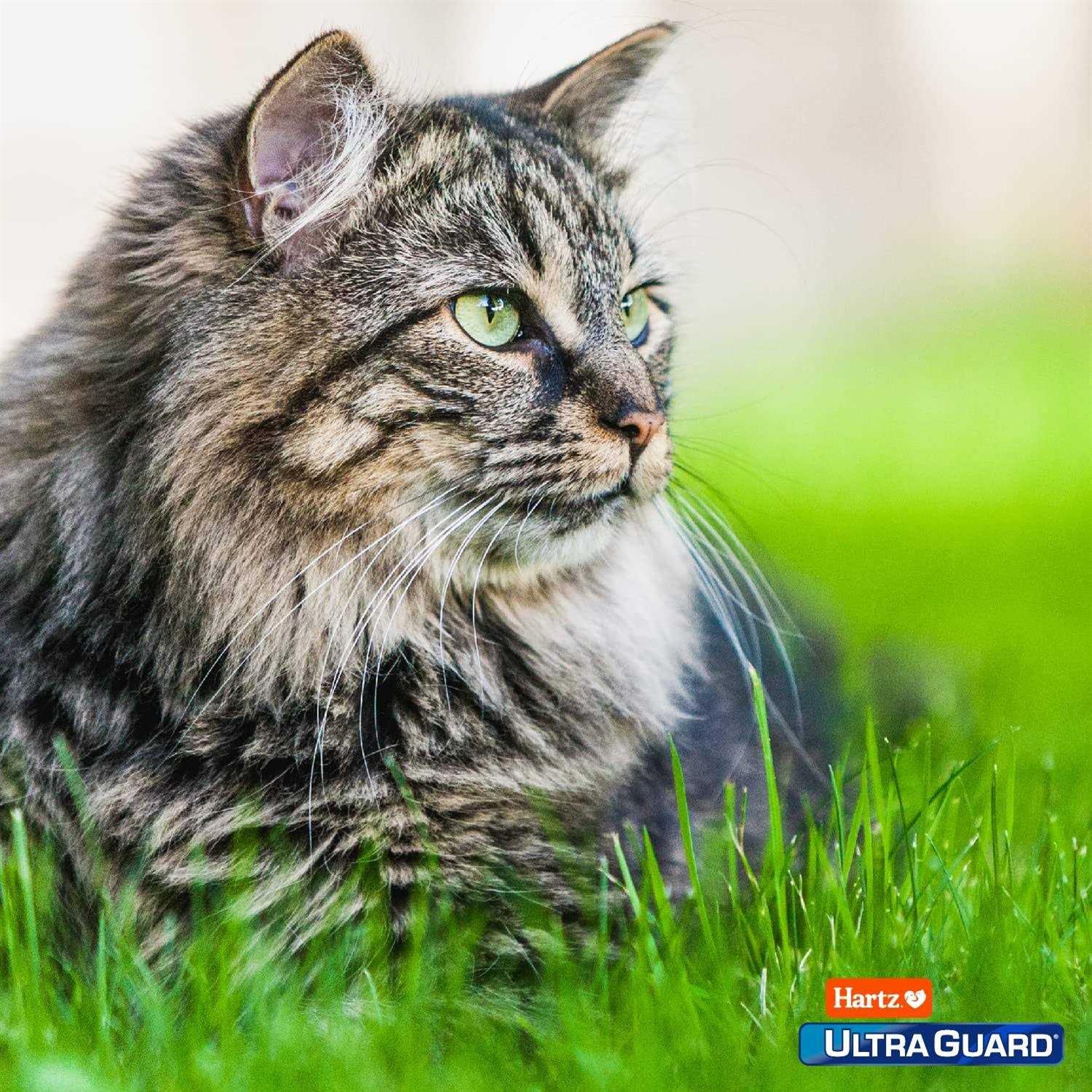 Hartz UltraGuard Topical Flea and Tick Prevention for Cats - Pet Supplies online store