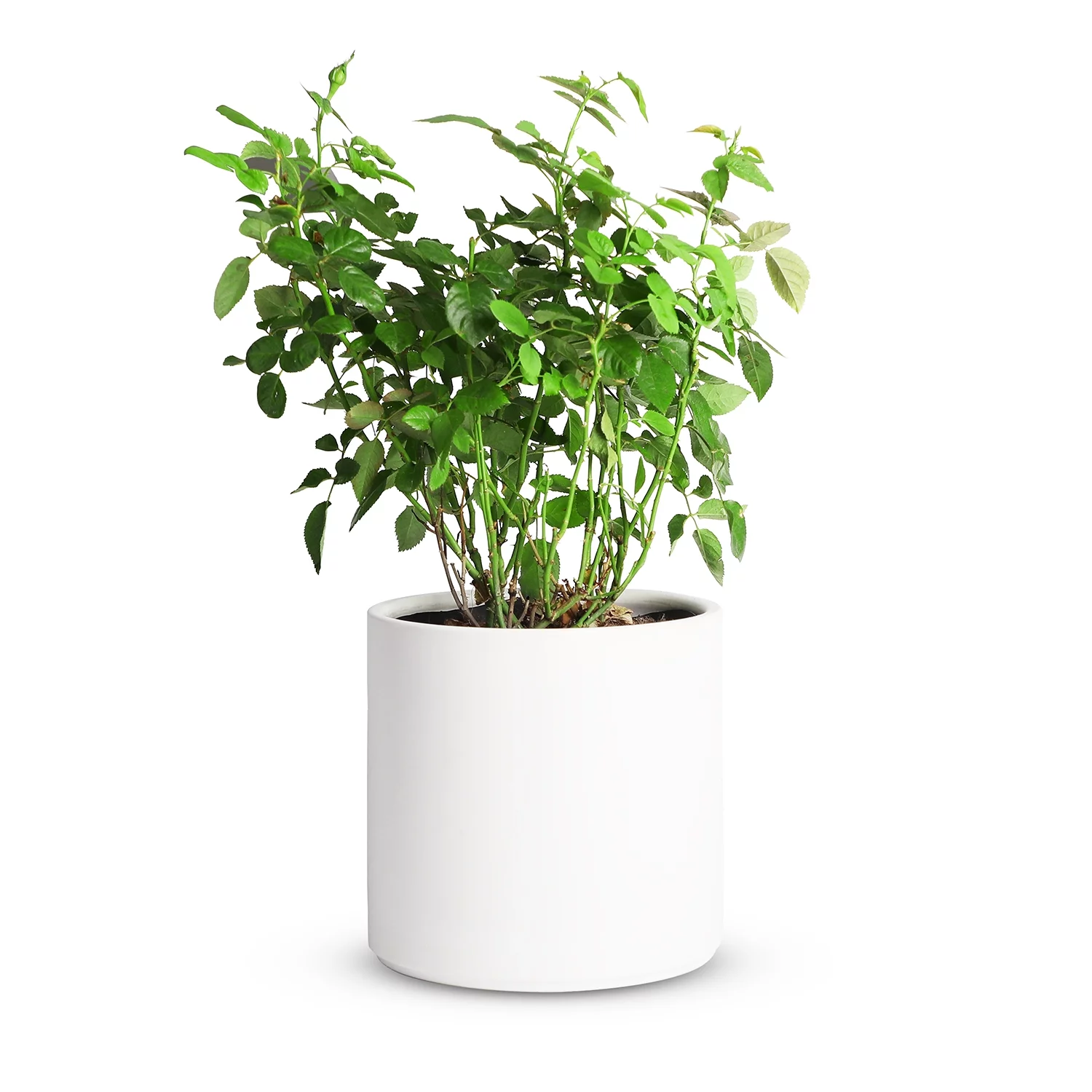 Mozing Ceramic Plant Pots Indoor - 10 x 10 inch Modern Flower Pot with Drainage Hole (White)