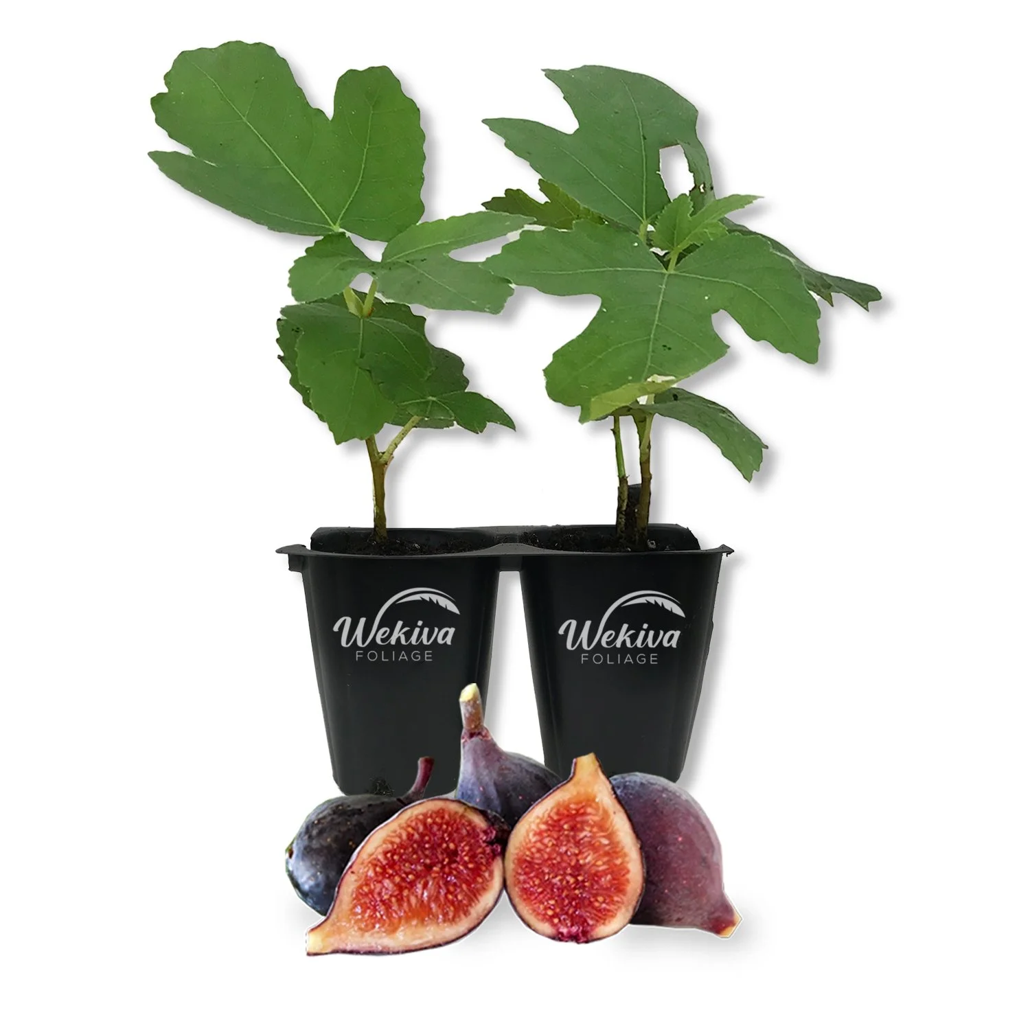 Violet De Bordeaux Fig Tree - 2 Live Tissue Culture Starter Plants - Ficus Carica - Edible Fruit Tree for The Patio and Garden