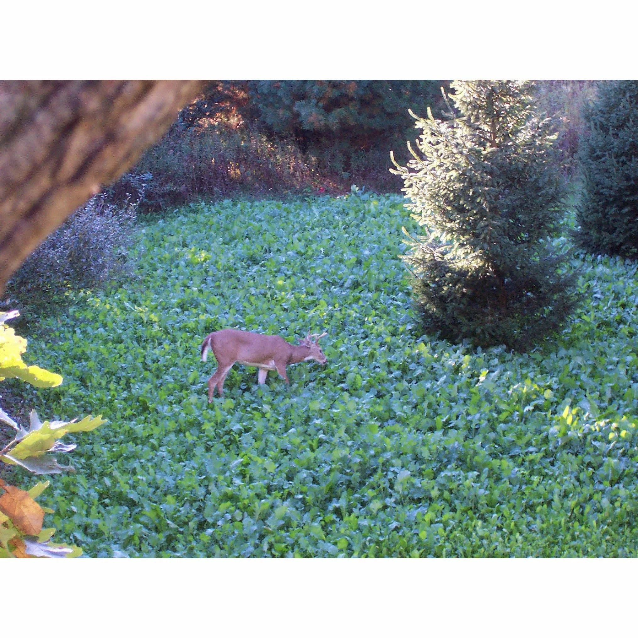 Pennington Rackmaster Deluxe Fall Deer Mixture Food Plot Seed Mix 50lb