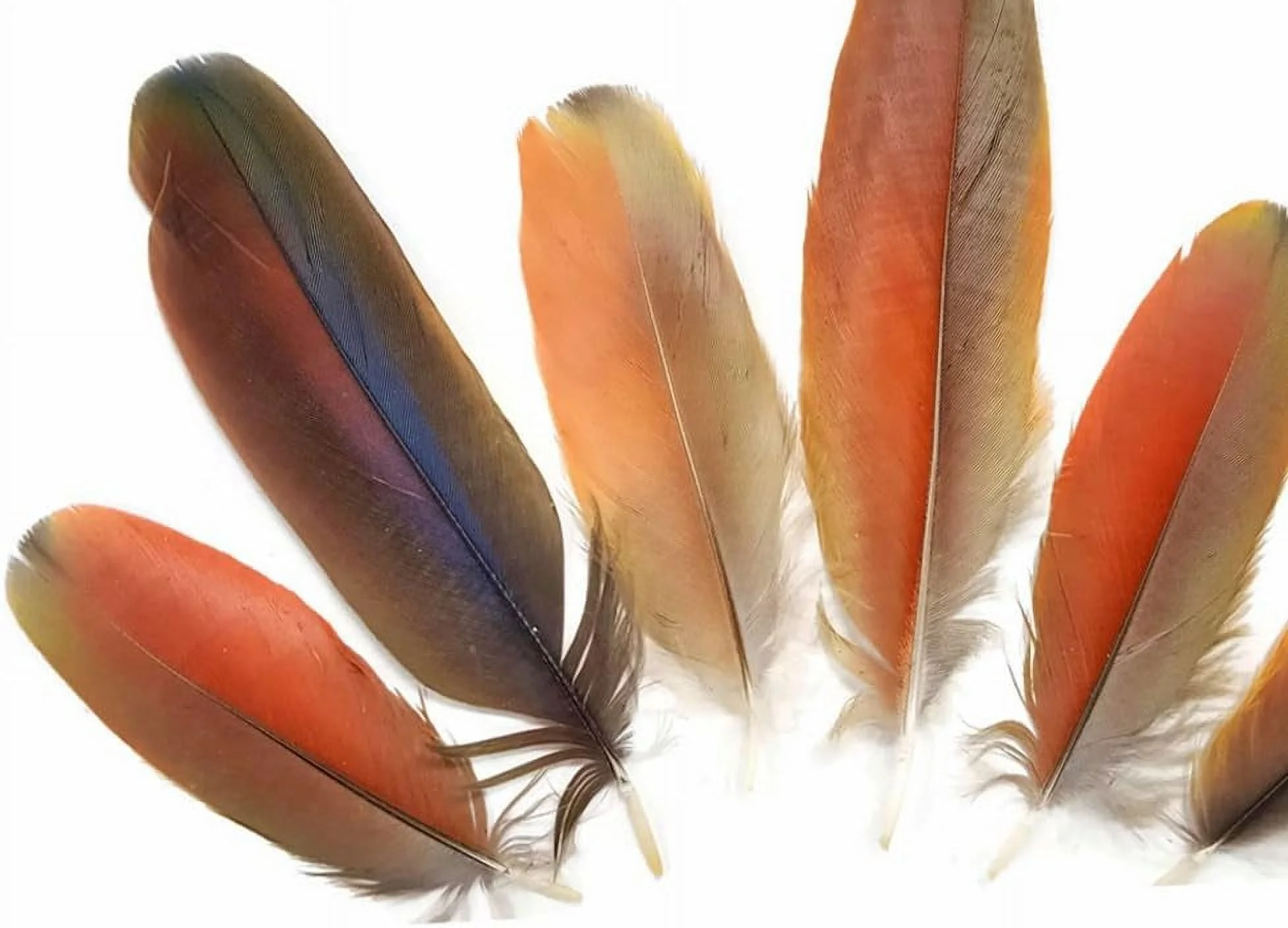 Macaw Feathers | Natural Red Scarlet Medium Size Rare Body Plumage, 4 Pieces