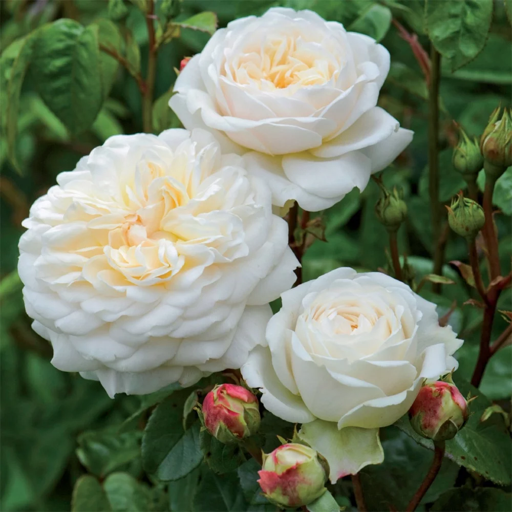Heirloom Roses Rose Bush - Tranquillity&reg; David Austin Live Plant, White Roses For Planting