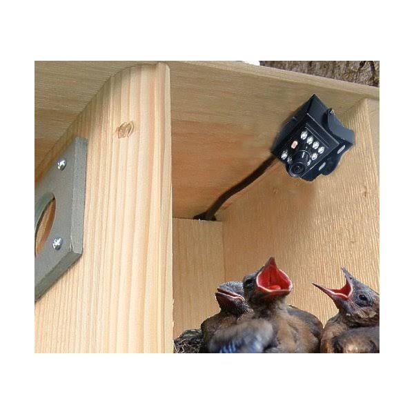 Birdhouse Spy Cam Hawk Eye HD Camera