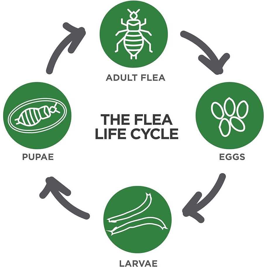 TevraPet Actispot II Flea Treatment for Large Cats - Pet Supplies online store