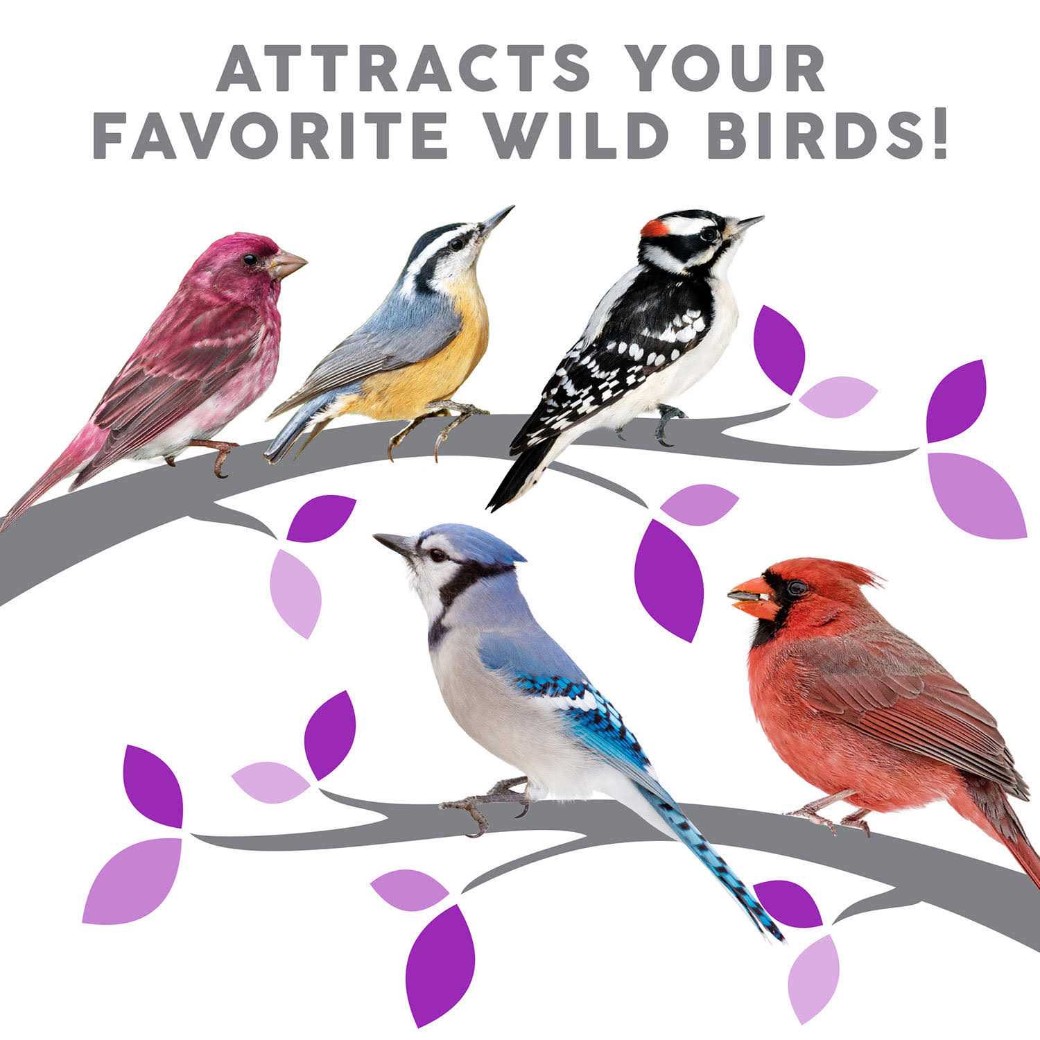 Harvest Seed & Supply Birder's Medley Wild Bird Food - Pet Supplies online store