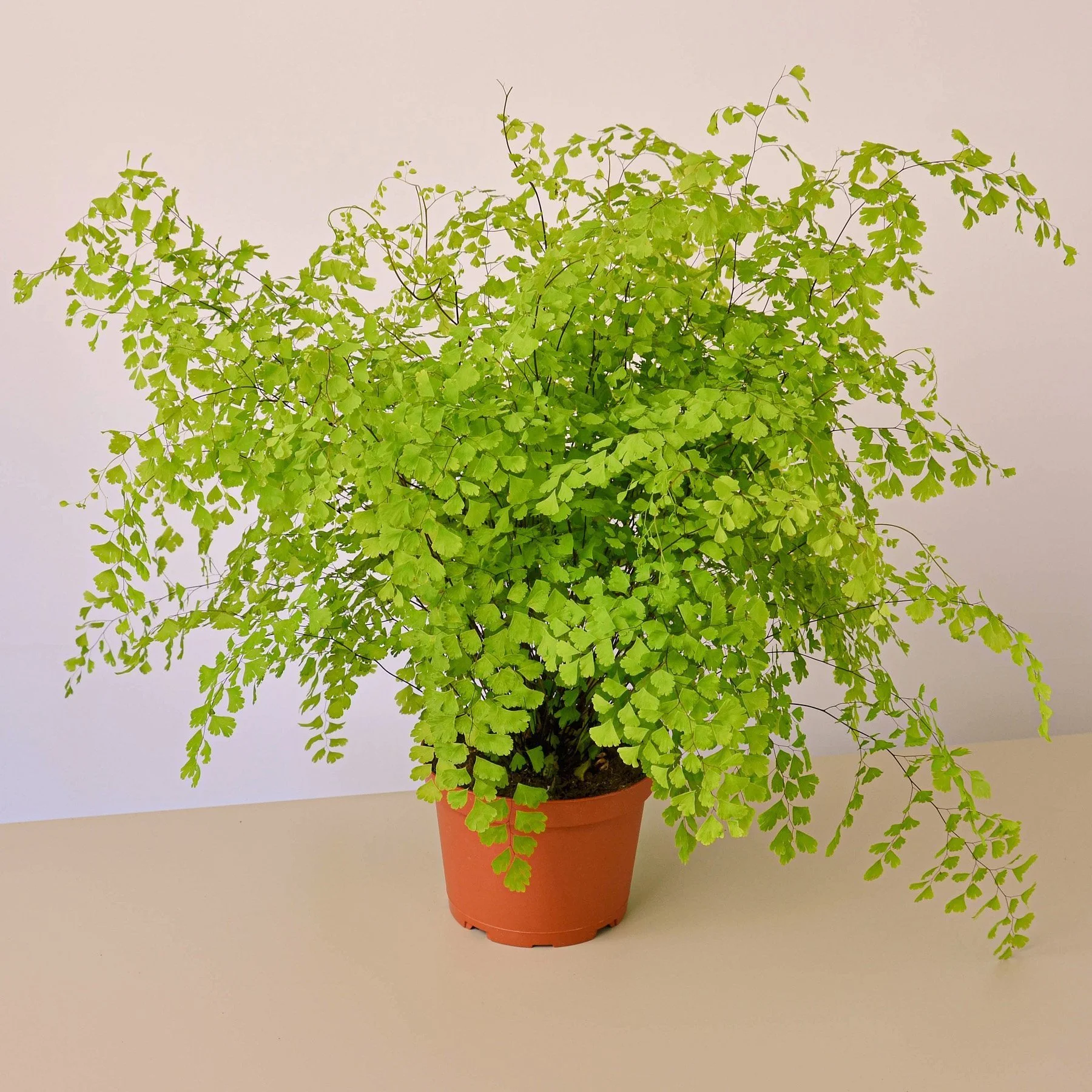 Maidenhair Fern - 6