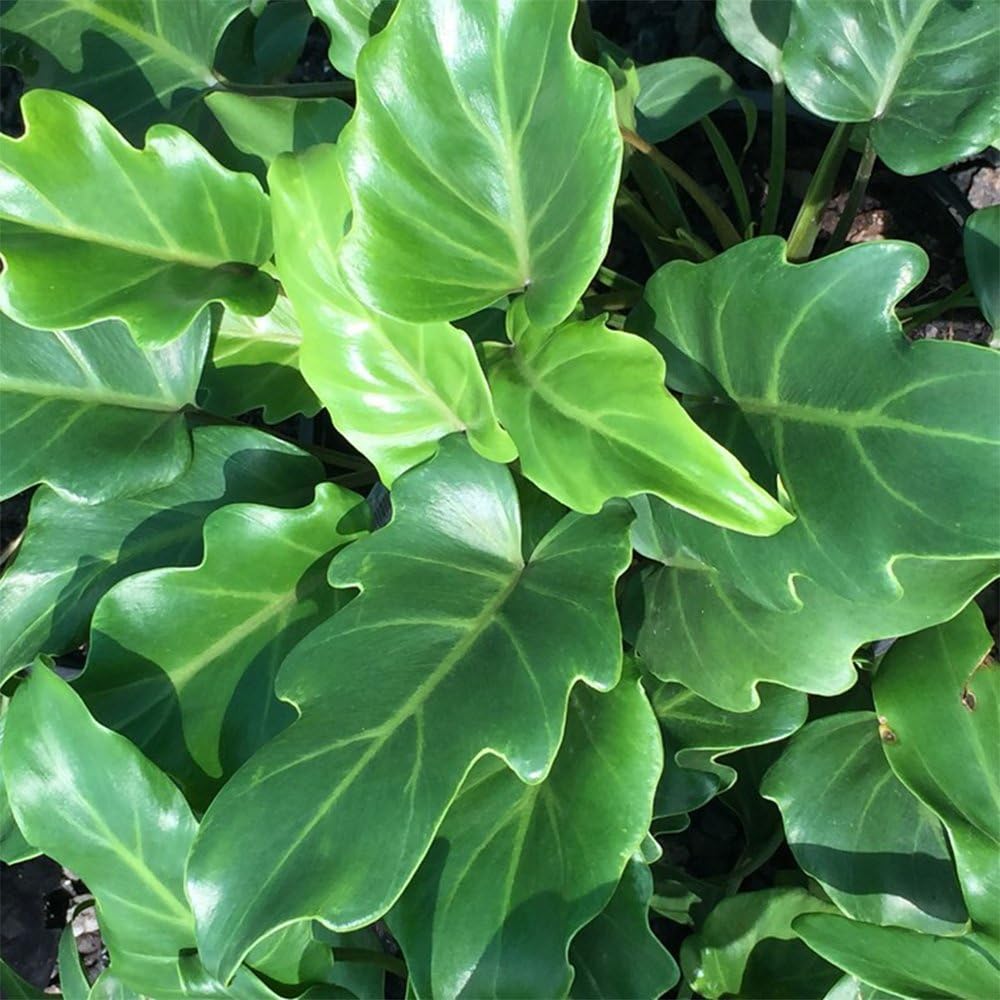 American Plant Exchange Live Philodendron Xanadu Plant, Philodendron Winterbourn Plant, Plant Pot for Home and Garden Decor, 10