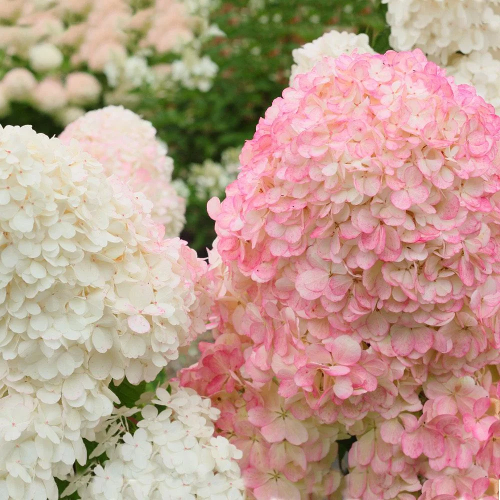 Brighter Blooms - Vanilla Strawberry Hydrangea Tree, 5-6 ft. - No Shipping To AZ