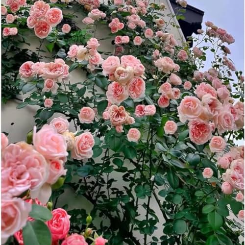 2 Pink Rose Climbing Live Starter Plants, Fragrant Pink Climbing Rose for Planting Outdoor, No Pot, 1 Year Old Rose Plant, Well-Rooted Rose Plants Live Ready to Plant