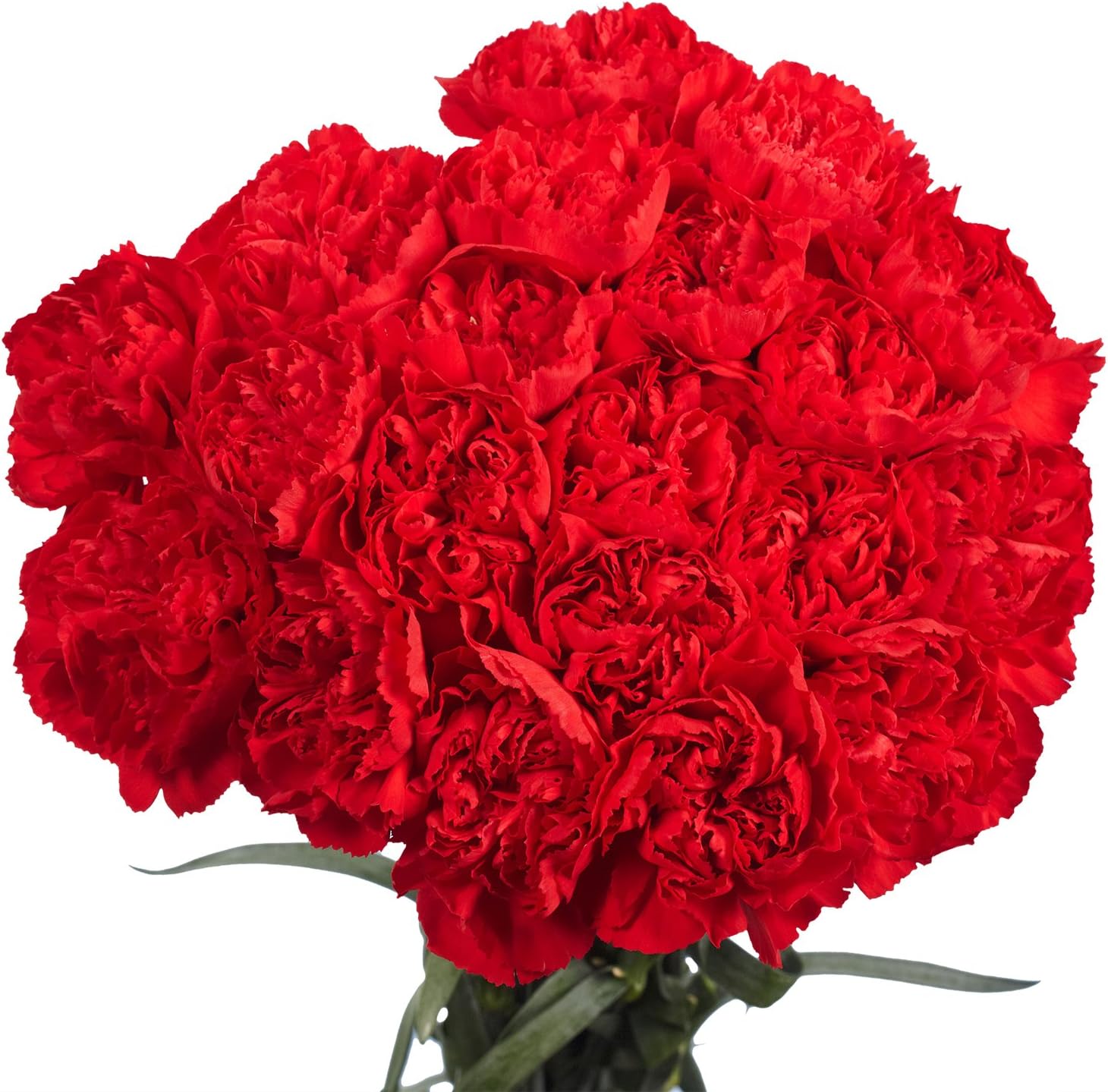 Red Carnations- 100 Fresh Cut Flowers- Lovely Gift (OM)