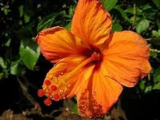 Tropical Hibiscus 'Tropical Orange' in a 4