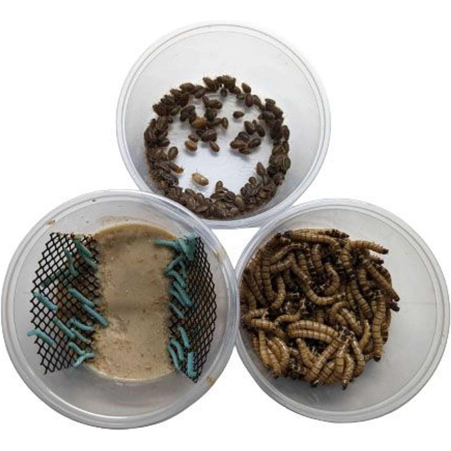 ABDragons Dubia Small Roach Hornworm & Superworm Live Feeder Combo Reptile Food - Pet Supplies online store