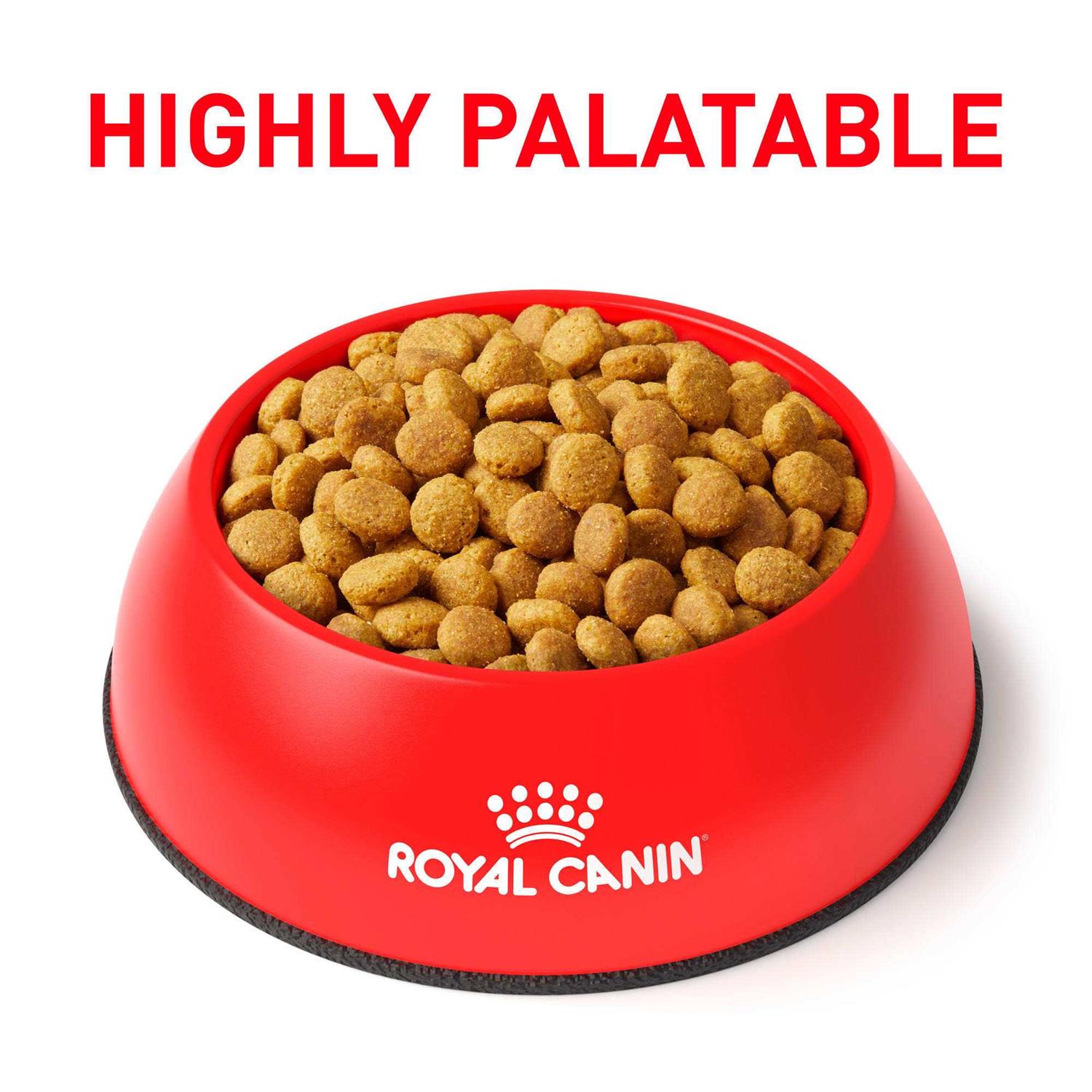 Royal Canin Veterinary Diet Gastrointestinal Moderate Calorie Dry Cat Food - Pet Supplies online store