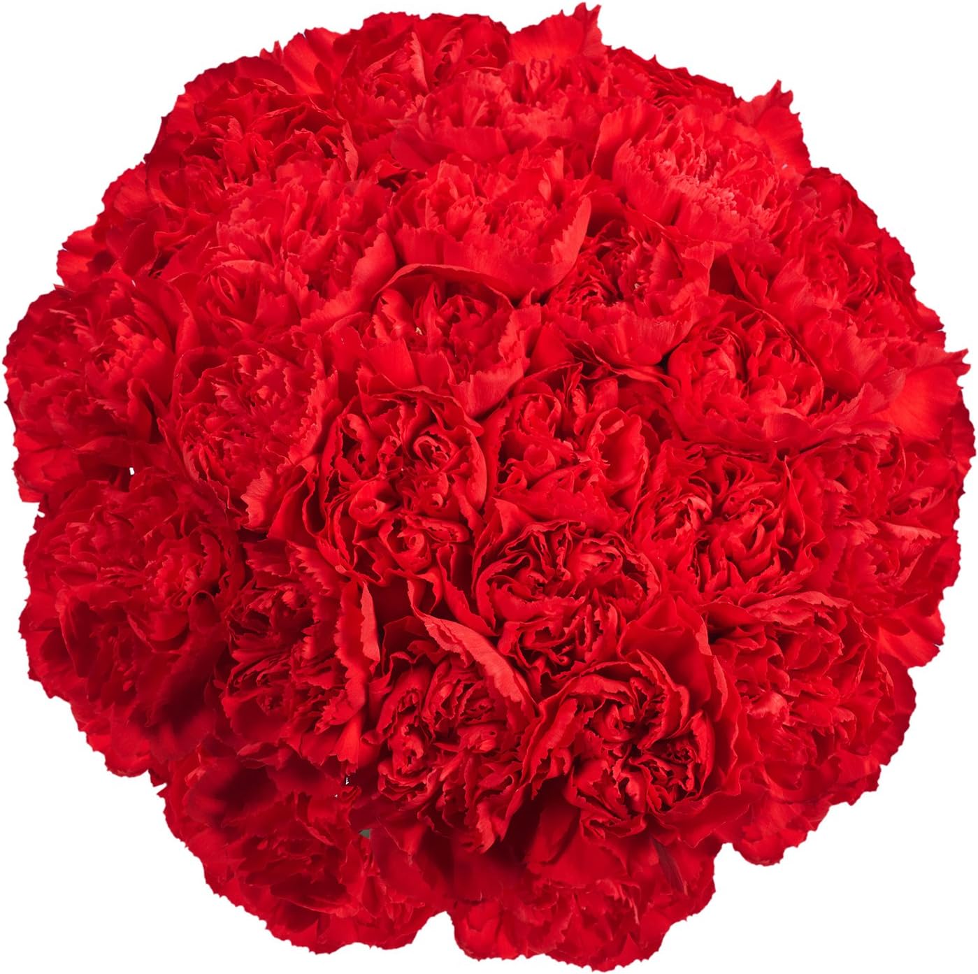 Red Carnations- 100 Fresh Cut Flowers- Lovely Gift (OM)