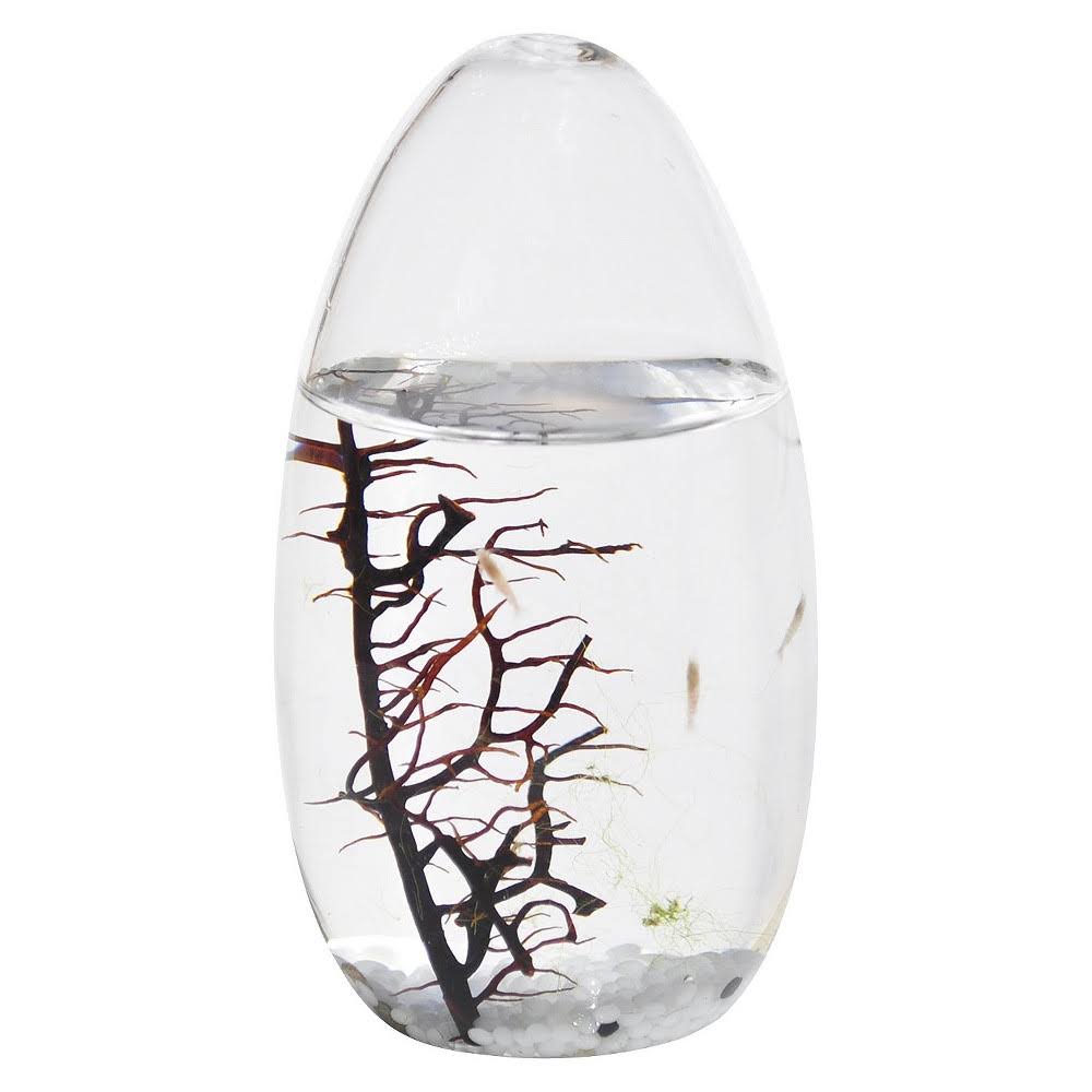 Ecosphere Closed Aquatic Ecosystem Small Pod