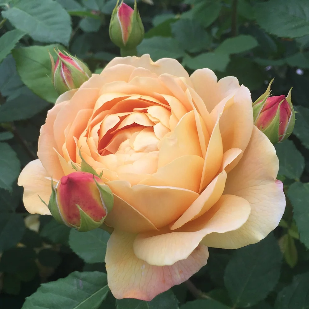 Heirloom Roses Rose Bush - The Golden Celebration&reg; David Austin Plant , Live Fragrant Plants For Outdoors , Yellow Own Root Bushes For Planting , One Gallon Potted Outdoor Flower