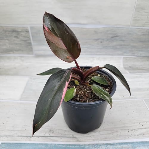 Philodendron Black Cherry Pink Princess Live Rare House Plants (All Plants are Fully Rooted Plants!) in 3
