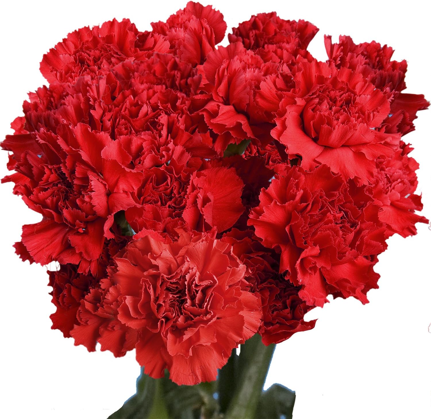 100 Red Carnation- Fresh Flowers- Beautiful Gift (OM)