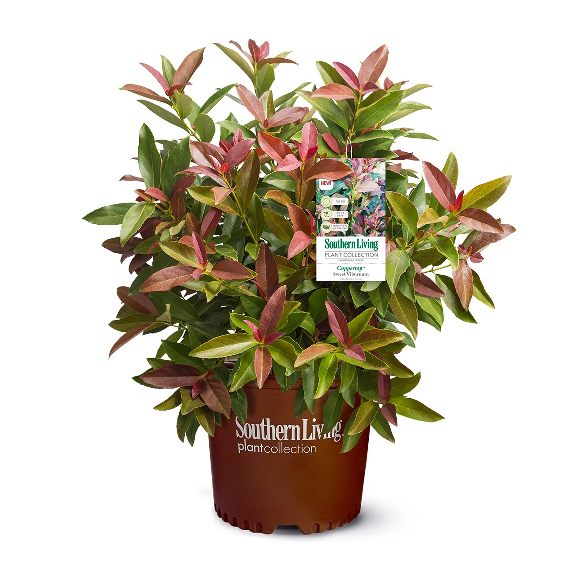 Southern Living Plant Collection Viburnum Copper Top Live Shrub (2 Gallon) - Radiant Selections