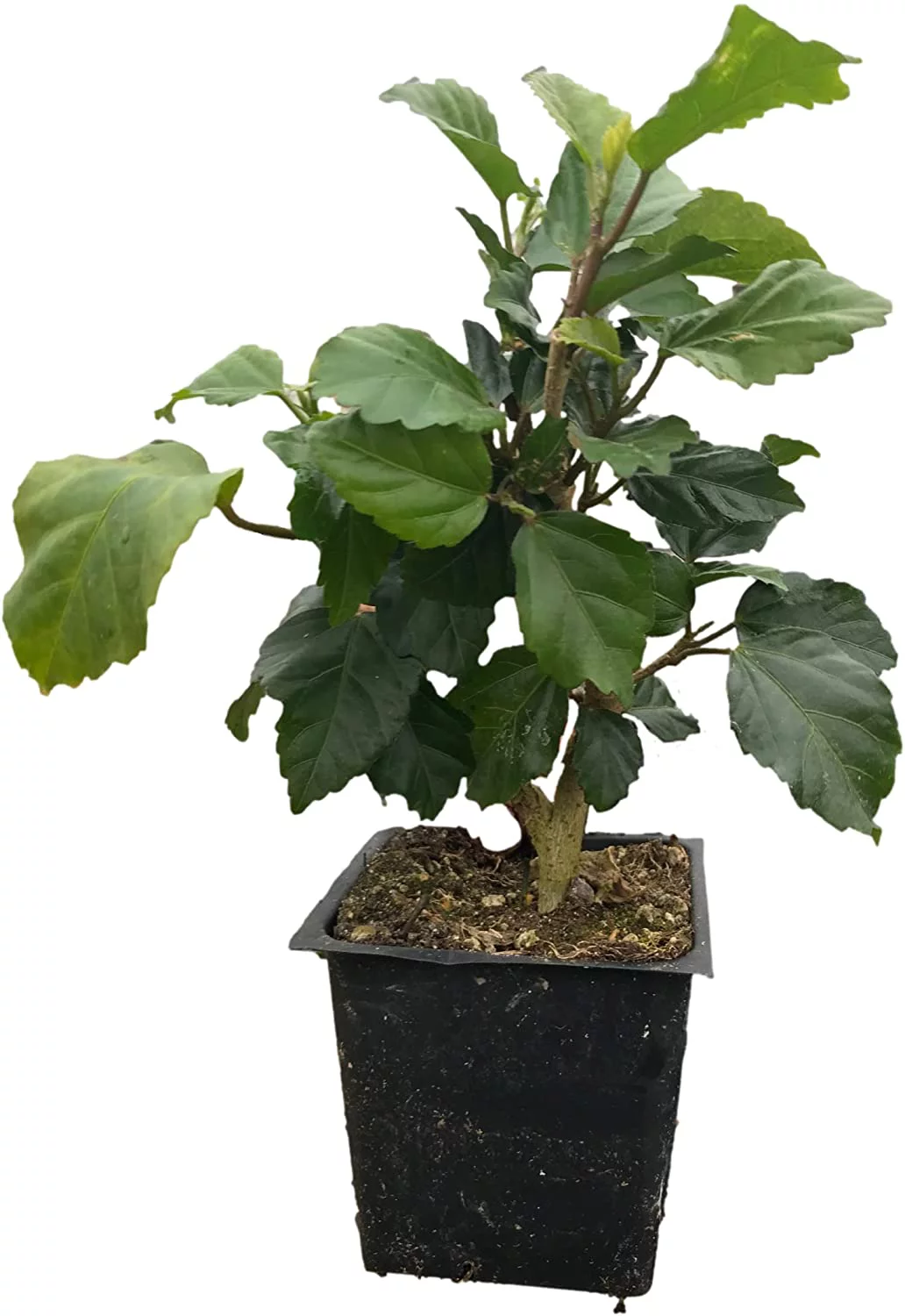 Tropical Hibiscus 'Tropical Orange' in a 4