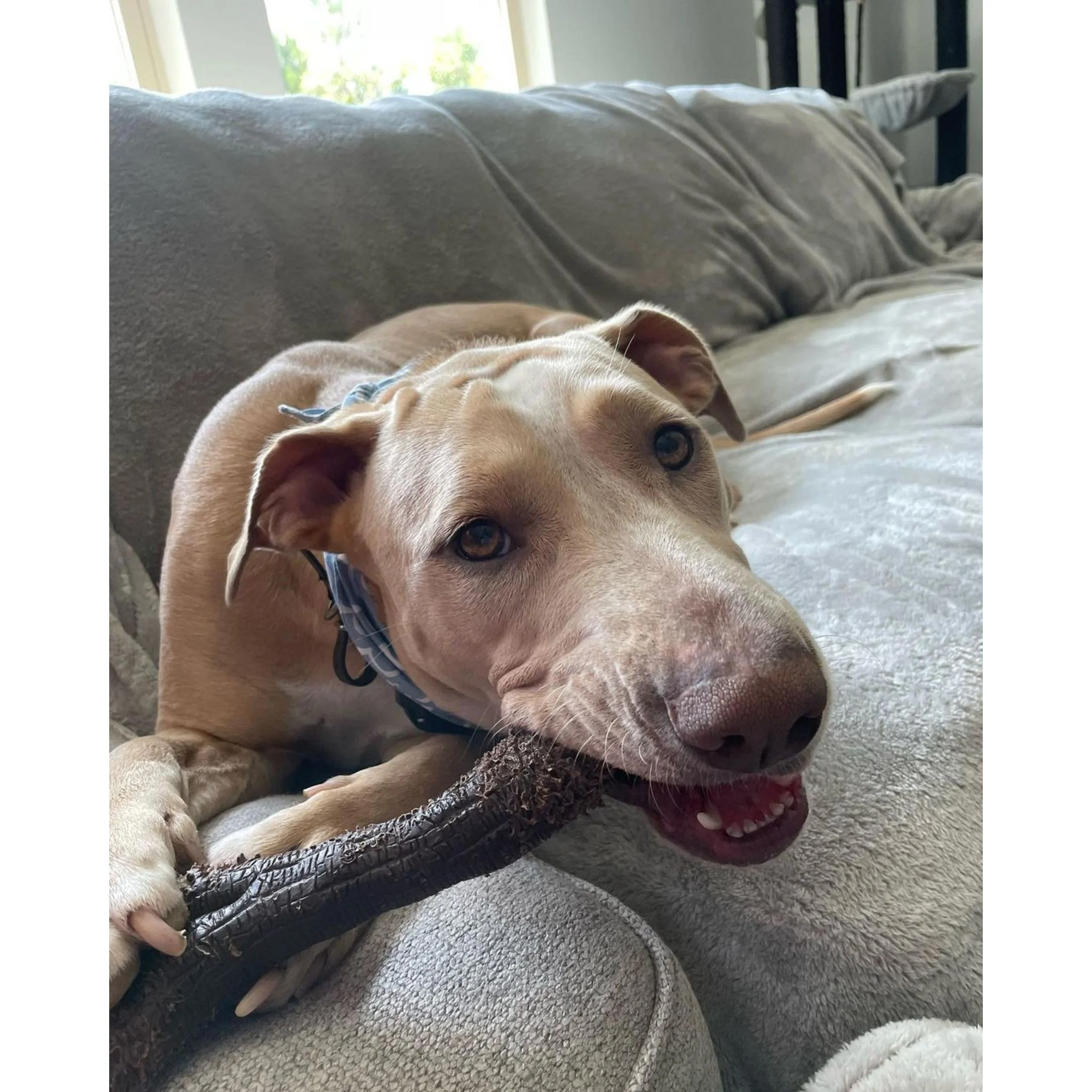 Nylabone Strong Chew Real Wood Stick Dog Toy X-Large (1 Count)