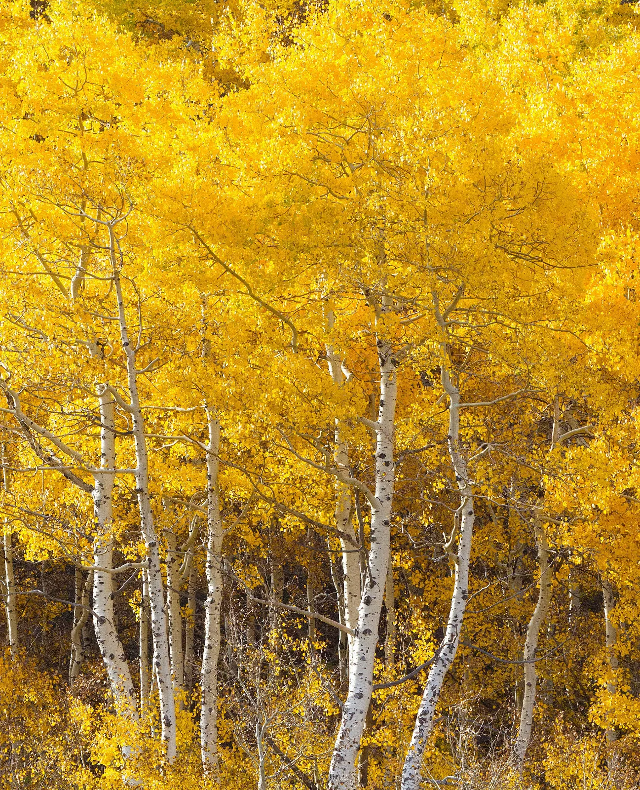 1-50 Quaking Aspen Trees (Populus tremuloides) Live Bareroot 18-24 Inches Tall, 20 bareroot trees
