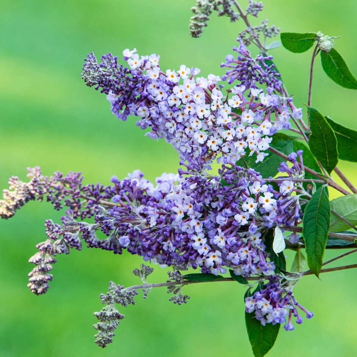 Summer of Love Butterfly Bush (Buddleia), Deciduous Bare Root Starter Perennial Plant (1-Pack)