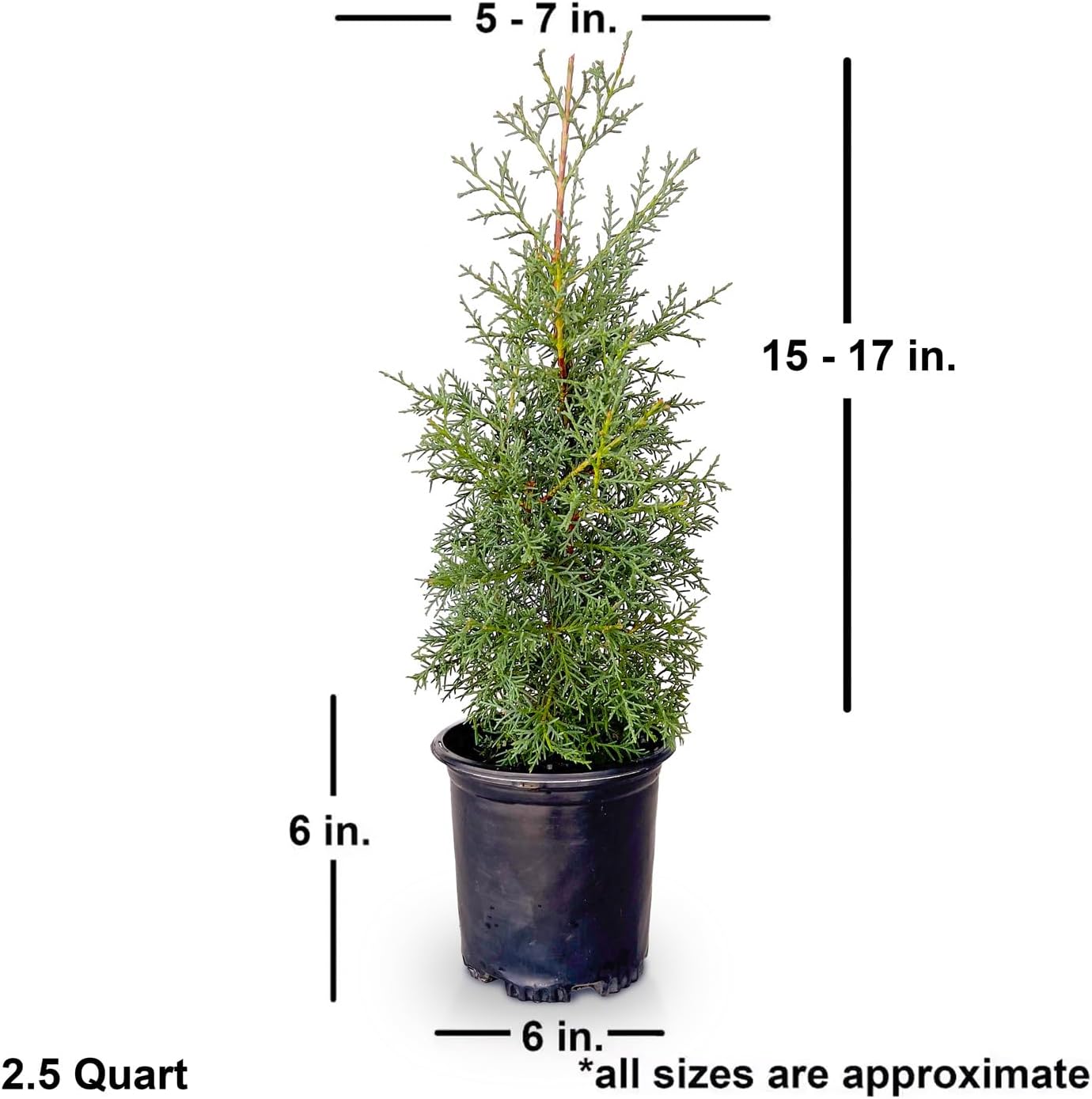 Carolina Sapphire Arizona Cypress (2.5 Quart) Evergreen Tree with Blue-Grey Foliage - Full Sun Live Outdoor Plant