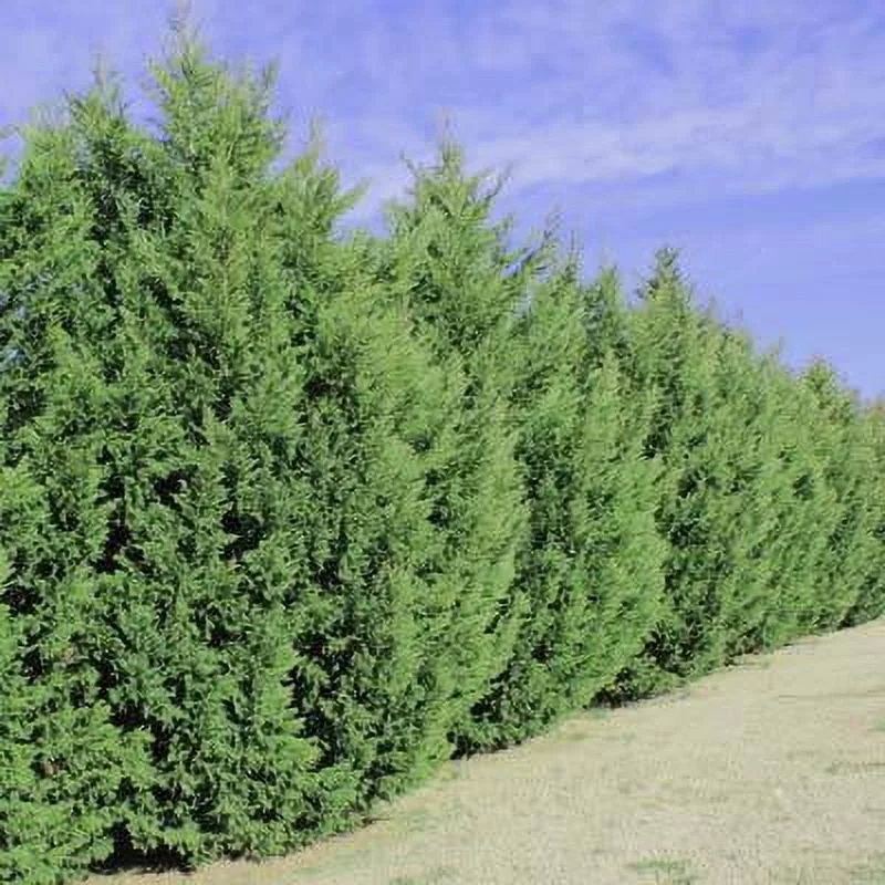 Leyland Cypress Trees