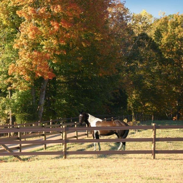 CenFlex Flexible Horse Fence Rail - 660 ft. Roll, Brown