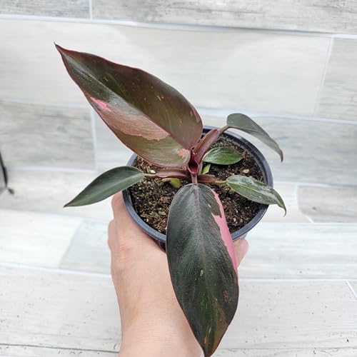 Philodendron Black Cherry Pink Princess Live Rare House Plants (All Plants are Fully Rooted Plants!) in 3