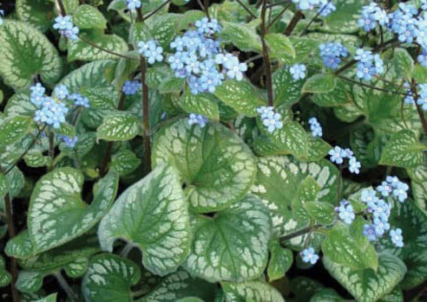 Emerald Mist Bugloss - Brunnera - Shade Perennial - Gallon Pot - Curated Treasures Market