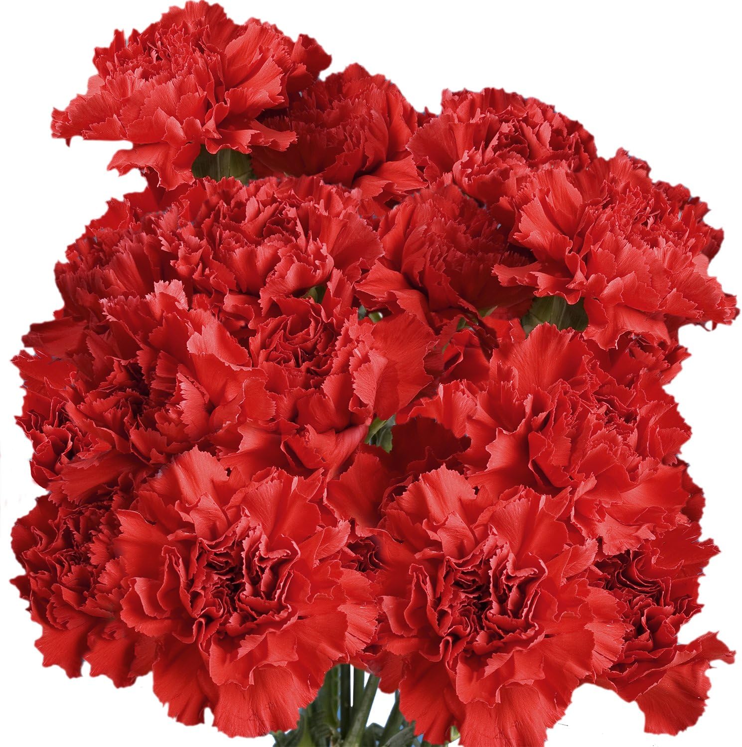100 Red Carnation- Fresh Flowers- Beautiful Gift (OM)