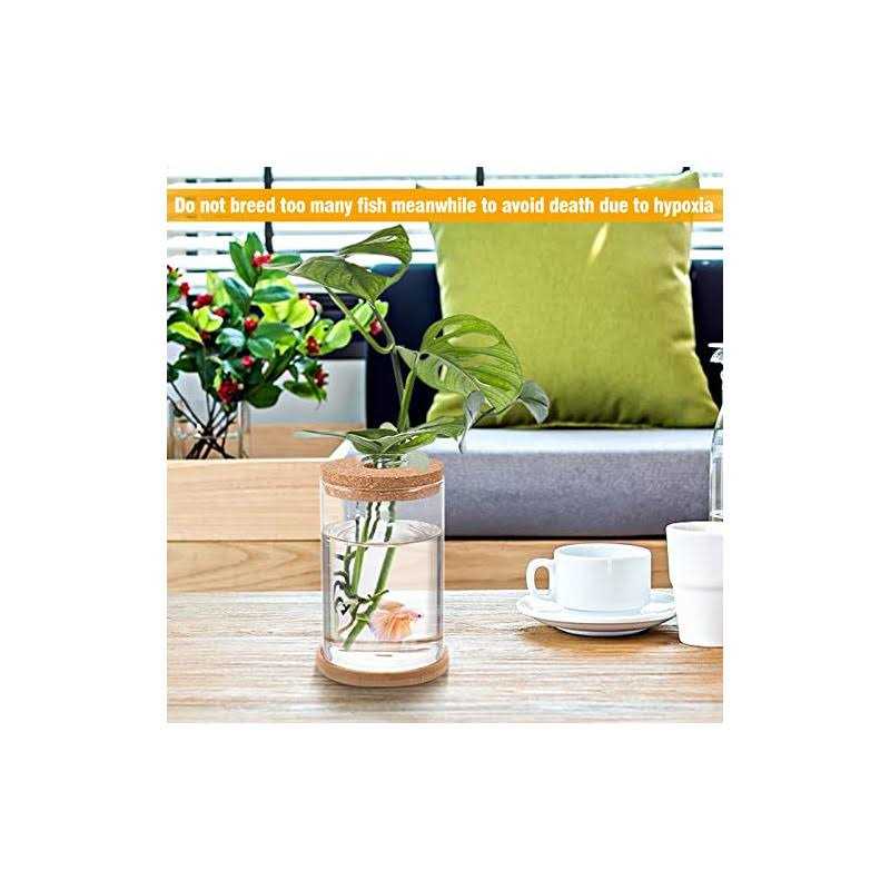 Biggun Betta Fish Tank Mini Fish Bowls for Beta Fish Glass Aquaponic Fish Tank Clear Hydroponic Plant Terrarium for Promoted Ecosphere Aquatic - Pet Supplies online store