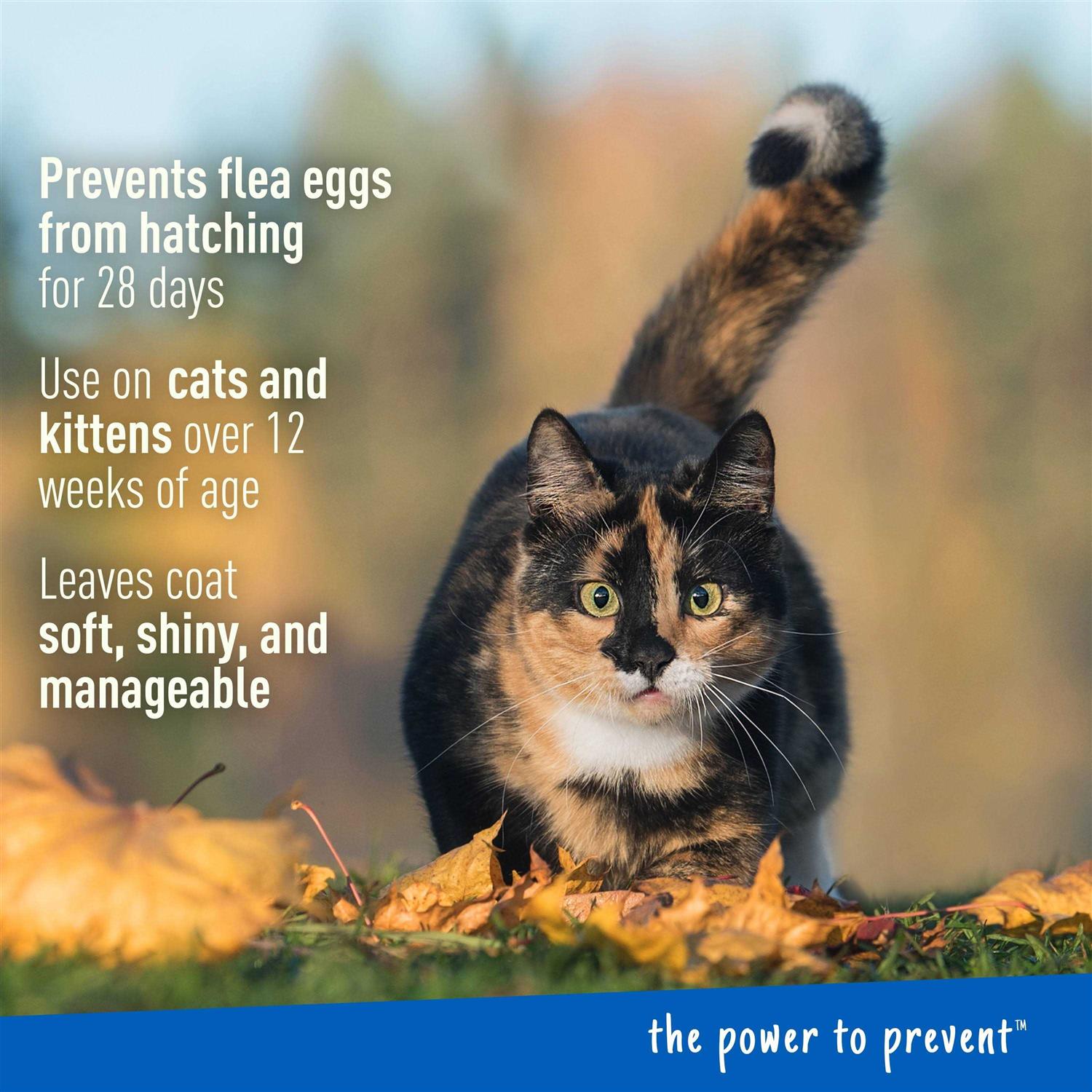 Adams Plus Flea & Tick Foaming Shampoo & Wash for Cats & Kittens - Pet Supplies online store