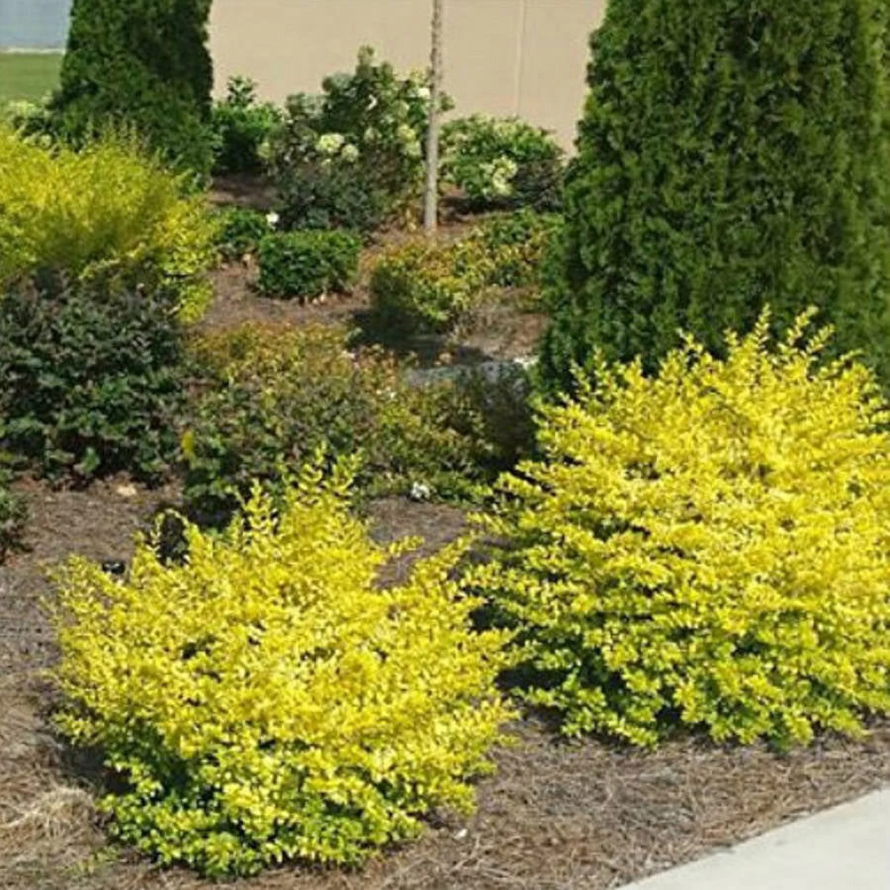 Sunshine Ligustrum (2 Gallon) Evergreen Shrub with Bright Yellow Foliage - Full Sun Live Outdoor Plant - Southern Living Plant Collection