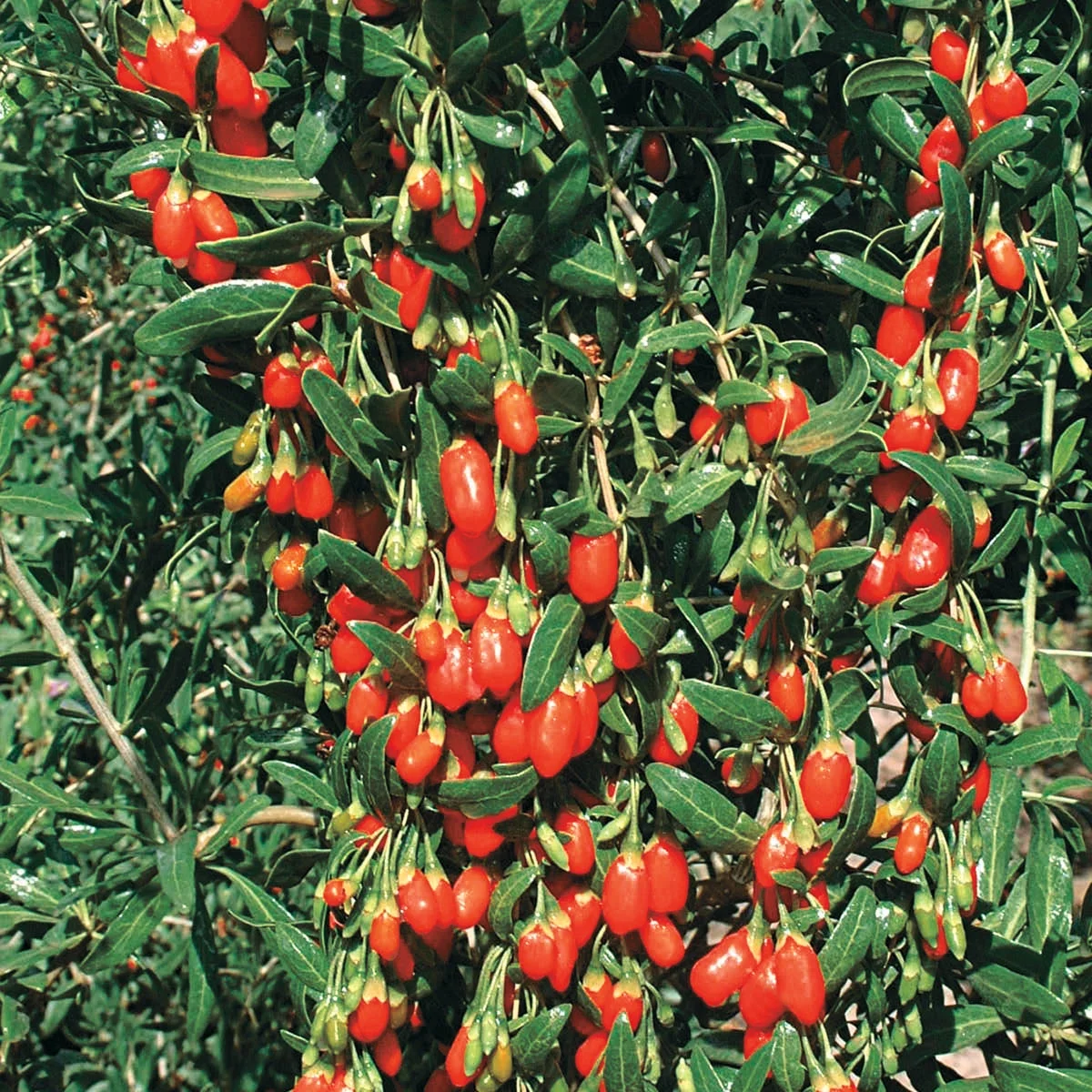 Goji Berry (Lycium), Deciduous Fruit Bearing Potted Plant, grown in a 2.50 Quart Pot (1-Pack)