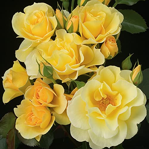 Heirloom Roses Climber Rose Plant - Sky's The Limit™ Yellow Rose Bush, Climbing Roses Live Plant for Planting Outdoors