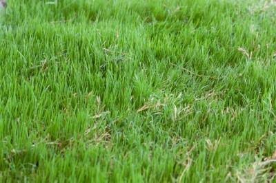 Bermuda Grass Seed Common Raw Hulled - 10 lbs.