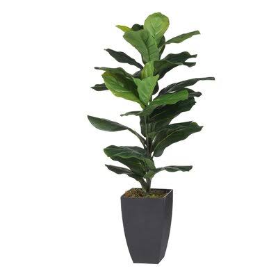 Fiddle-leaf Fig Tree in Pot Gracie Oaks