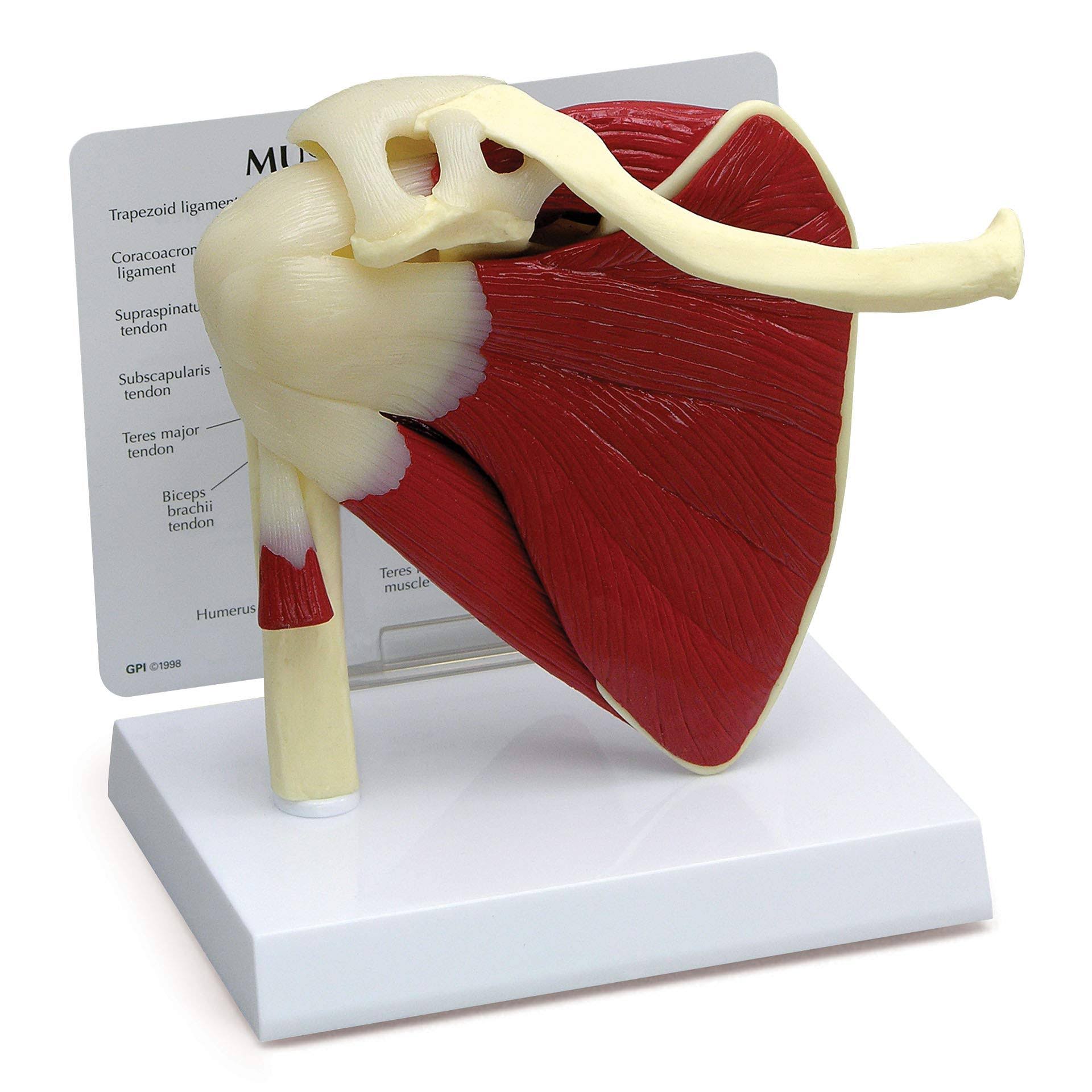 GPI Anatomicals Muscled Shoulder Model Muscled Shoulder Model - Anatomical Charts/Models