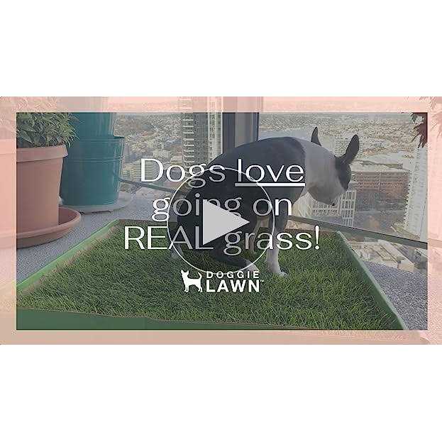 DoggieLawn Dog Potty Real Grass - Pet Supplies online store