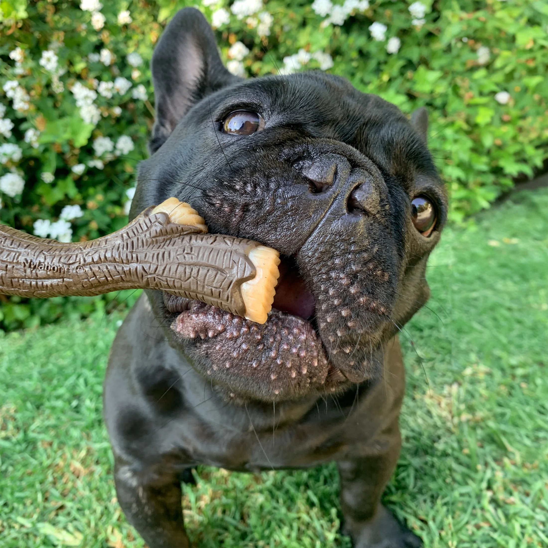 Nylabone Strong Chew Real Wood Stick Dog Toy X-Large (1 Count)