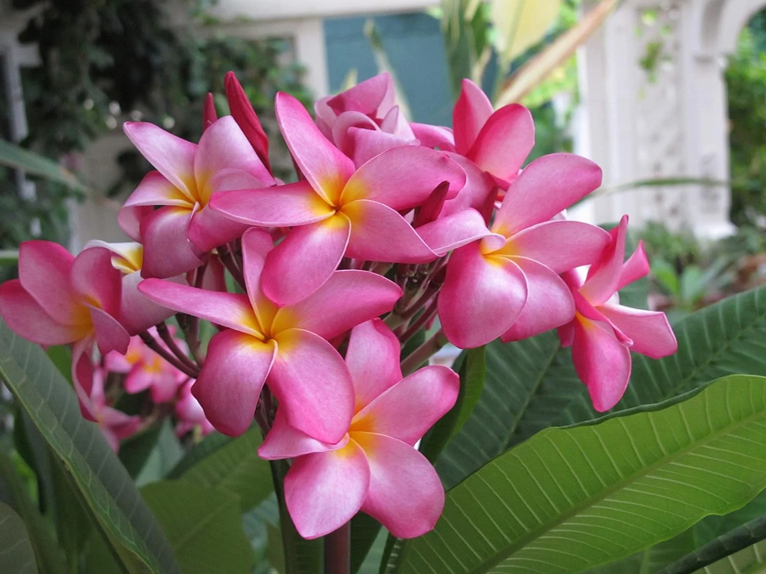 Pink Hawaiian Live Plumeria Frangipani Plant Cutting 9