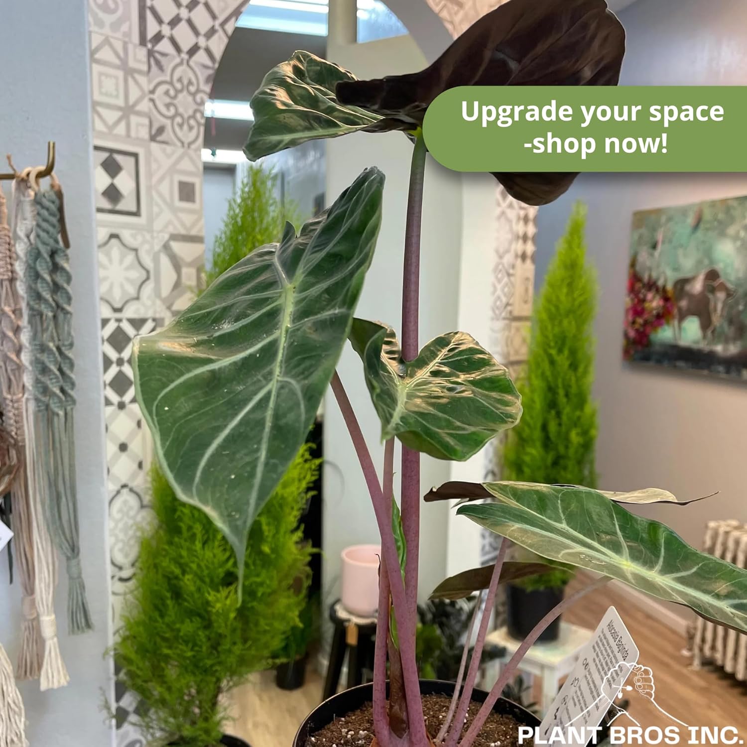 Live Alocasia Pink Princess Plant 4-6 Inch Bare Root Plant Elephant Ear Rare Tropical Plant Vibrant Foliage Dark Green Leaves Eye-Catching Housplant Bold Foliage Live Plant