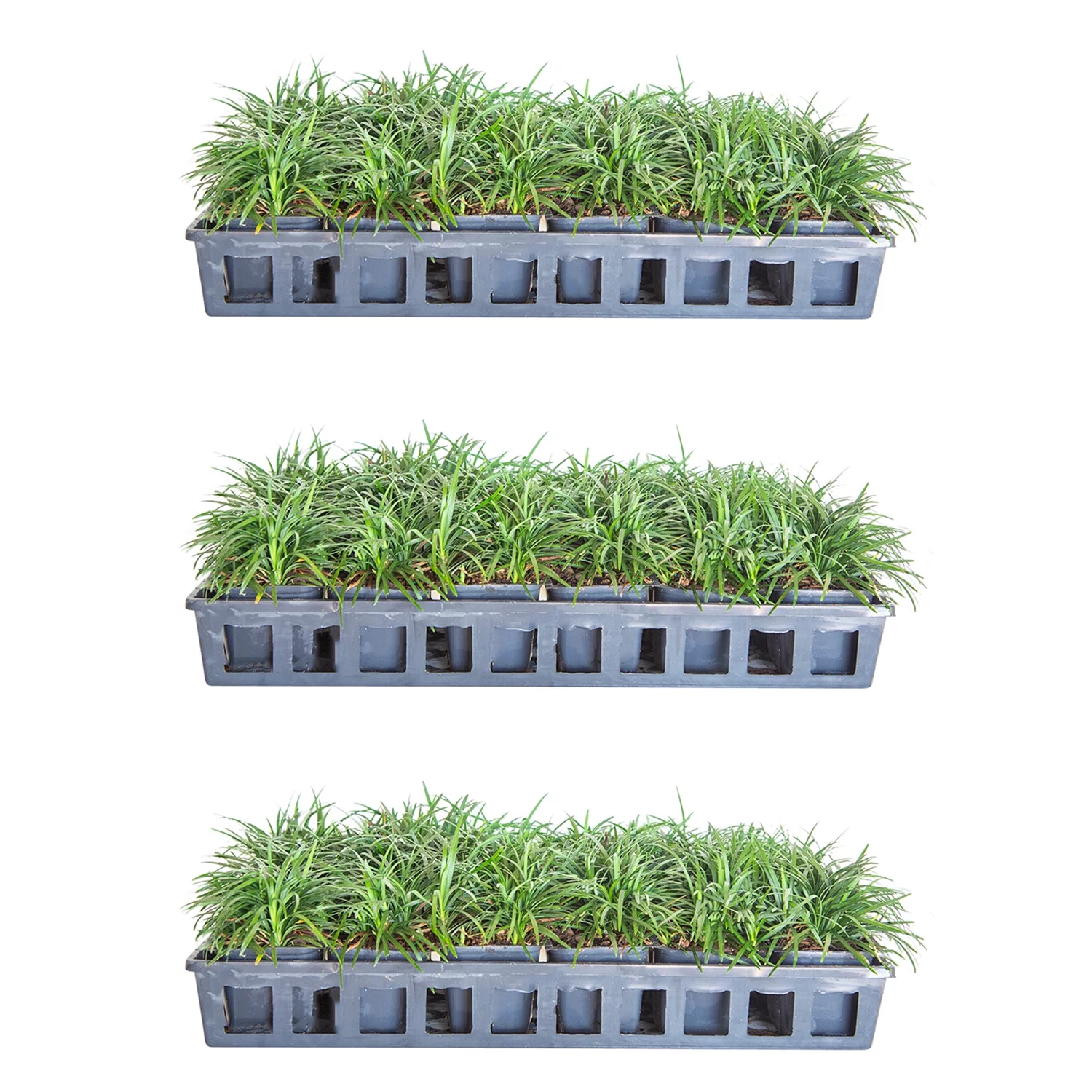 Dwarf Mondo Grass - 54 Pack (3.25 In. Pots) Low-Growing Evergreen Groundcover - Full Sun to Part Sun Live Outdoor Plant